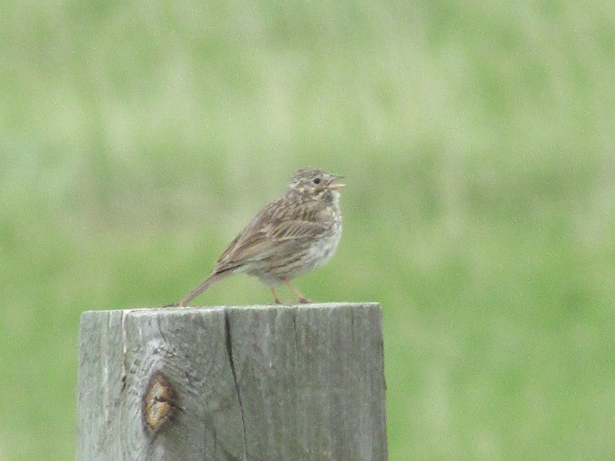 Vesper Sparrow - ML620291419