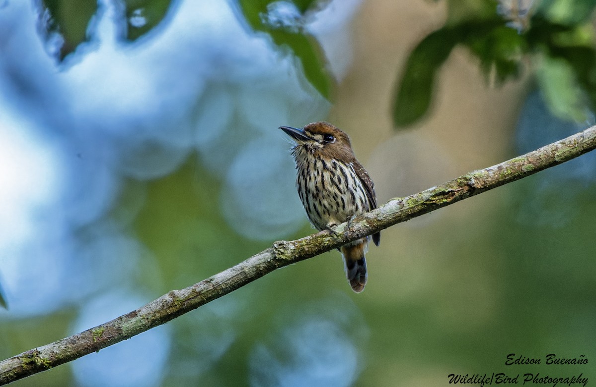 Lanceolated Monklet - ML620291422