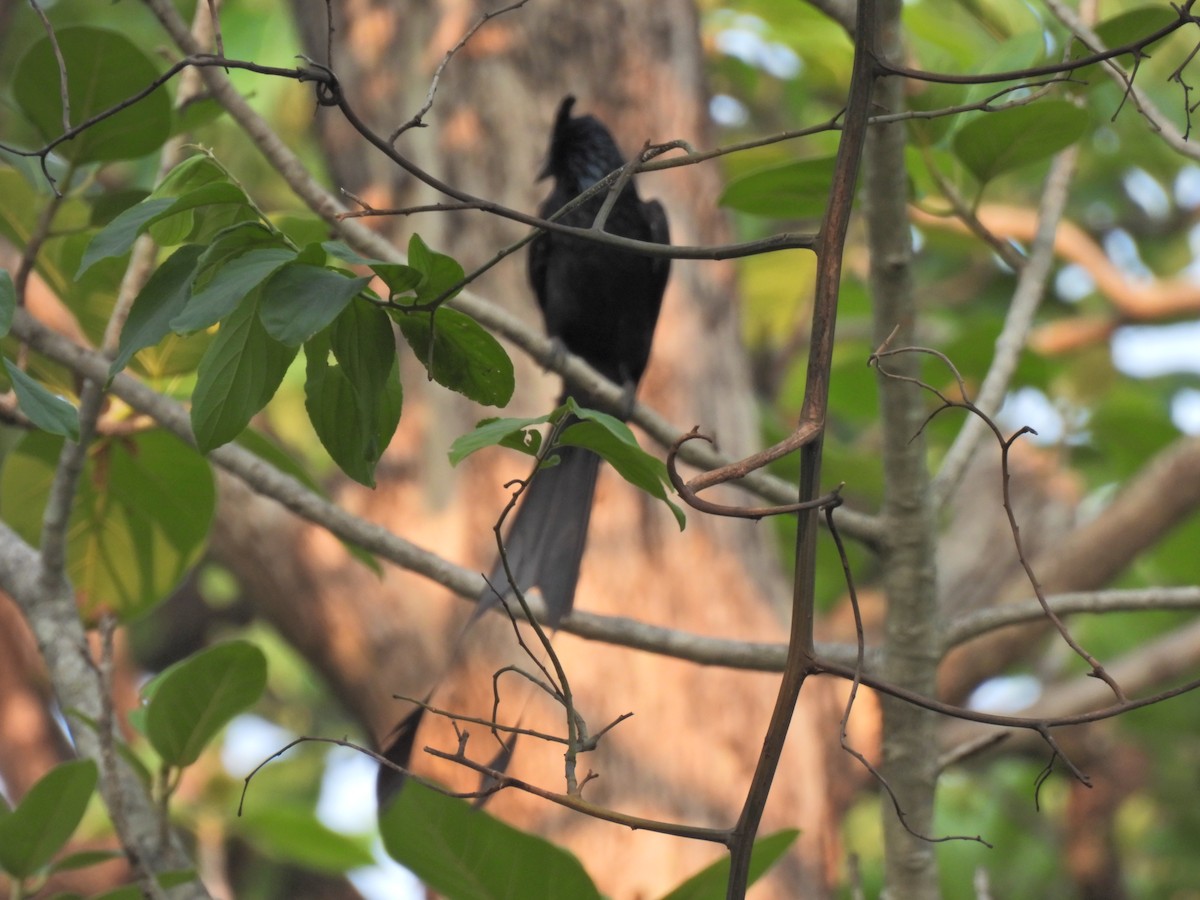 Greater Racket-tailed Drongo - ML620291423