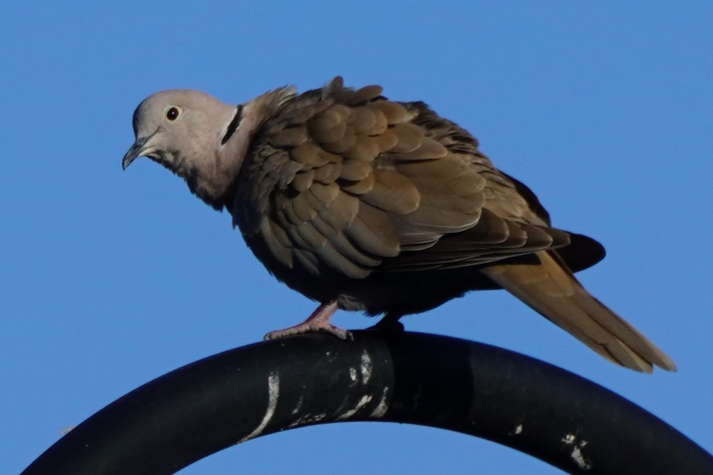 Eurasian Collared-Dove - ML620291425