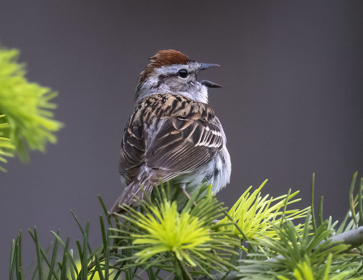 Chipping Sparrow - ML620291426