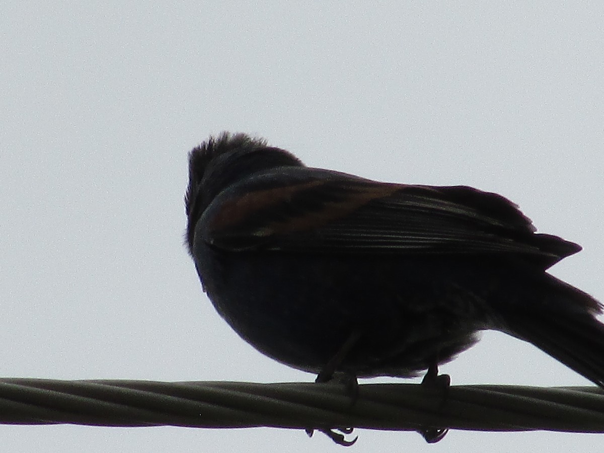 Blue Grosbeak - ML620291427