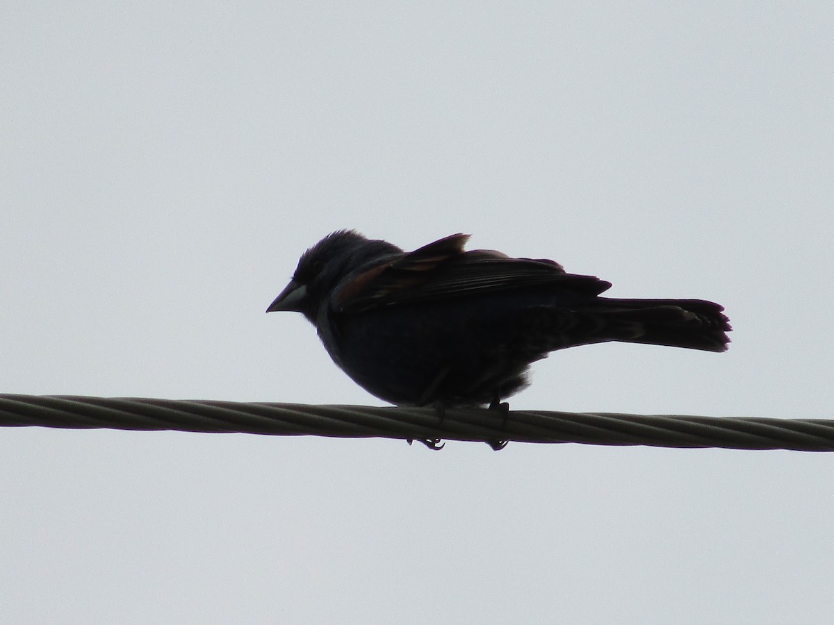 Blue Grosbeak - ML620291428