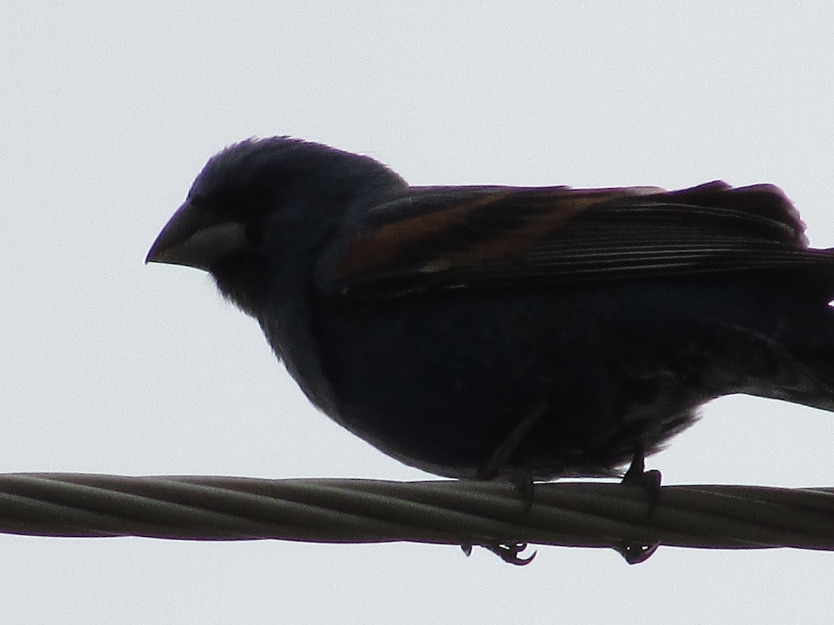 Blue Grosbeak - ML620291429