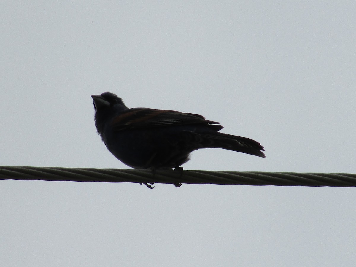 Blue Grosbeak - ML620291430