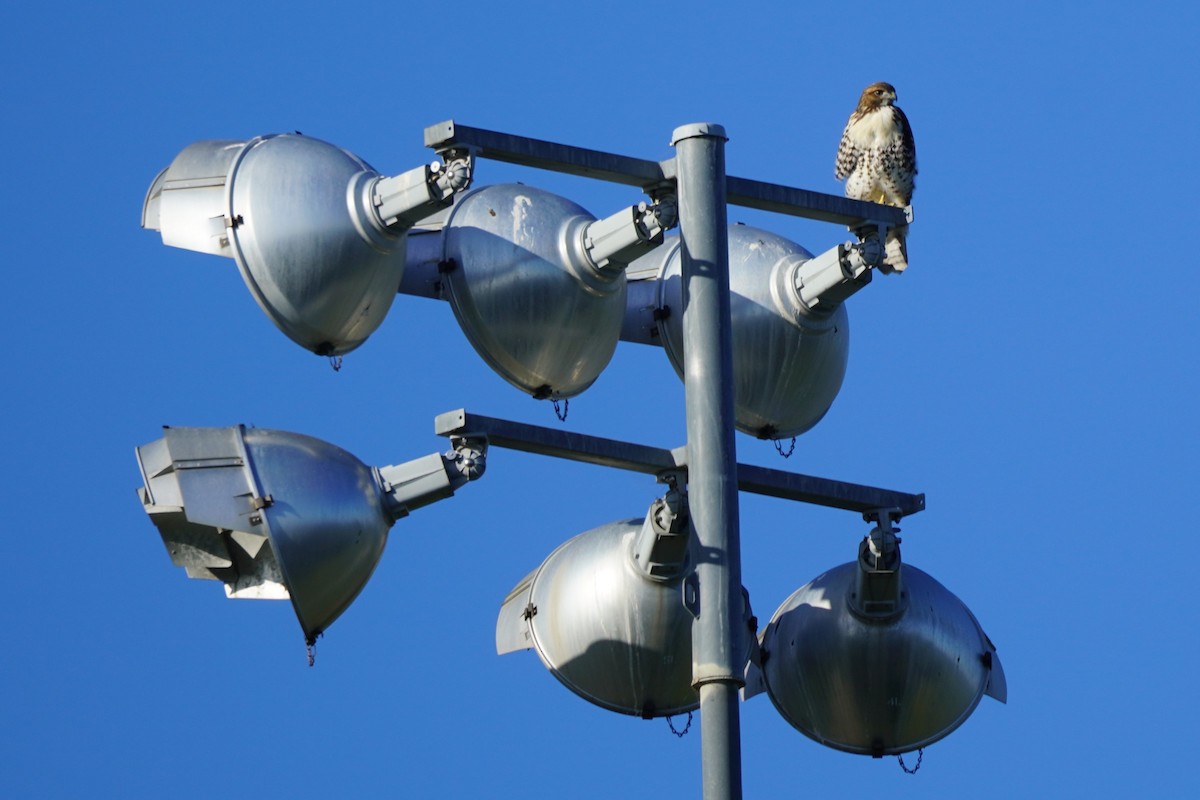 Red-tailed Hawk - Dawn Hovey