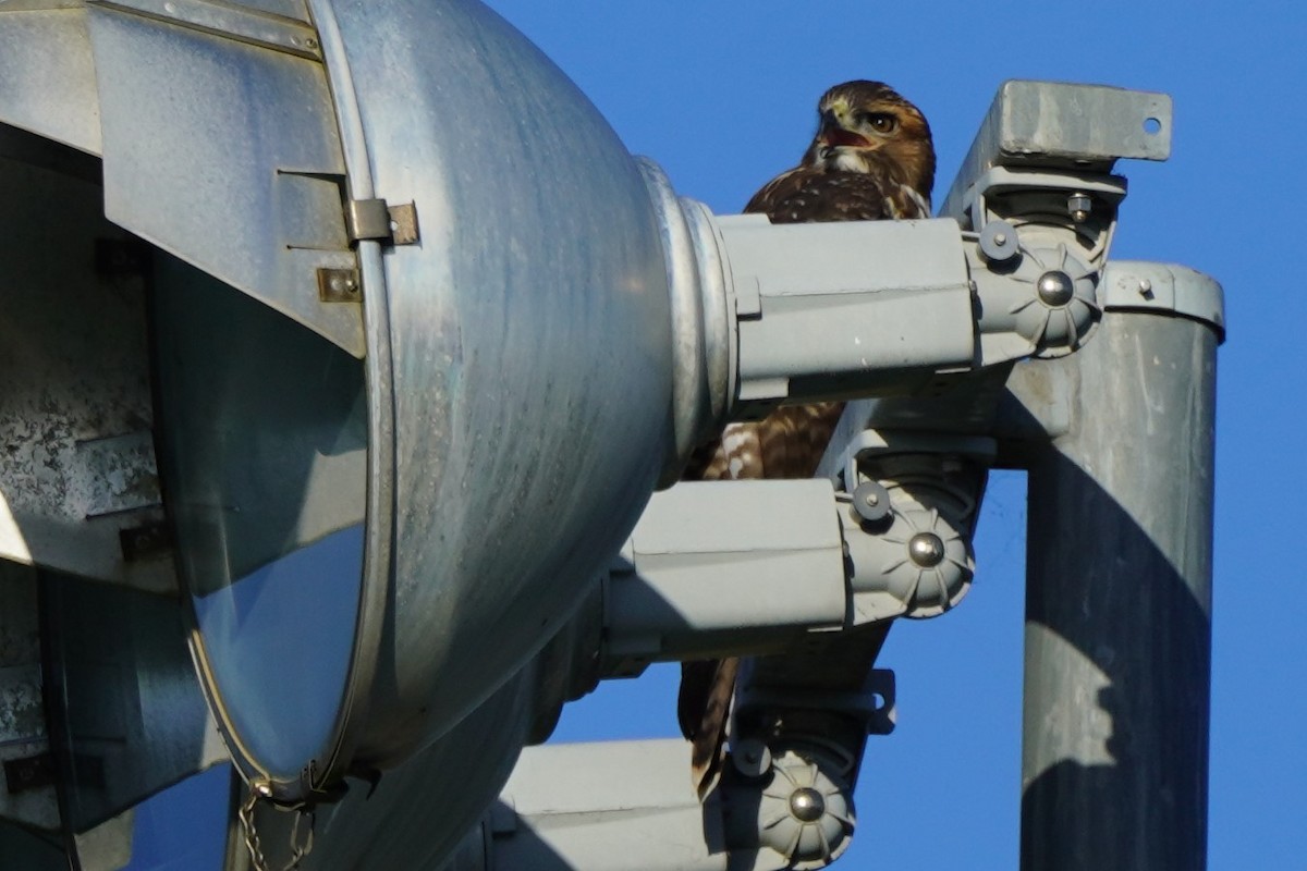 Red-tailed Hawk - ML620291432