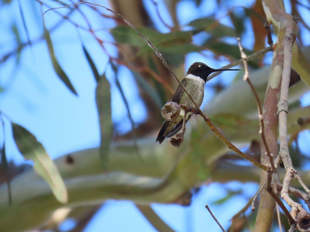 Black-chinned Hummingbird - ML620291433