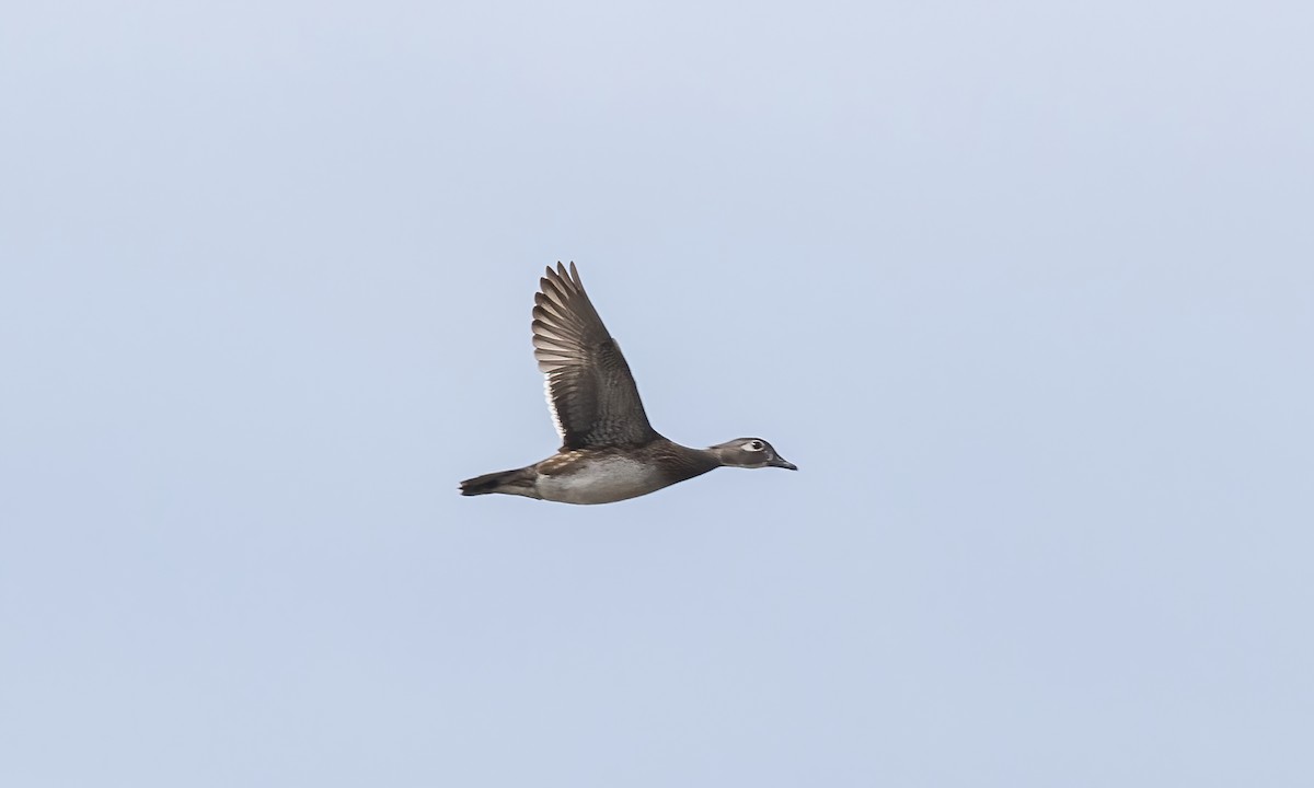 Wood Duck - ML620291434