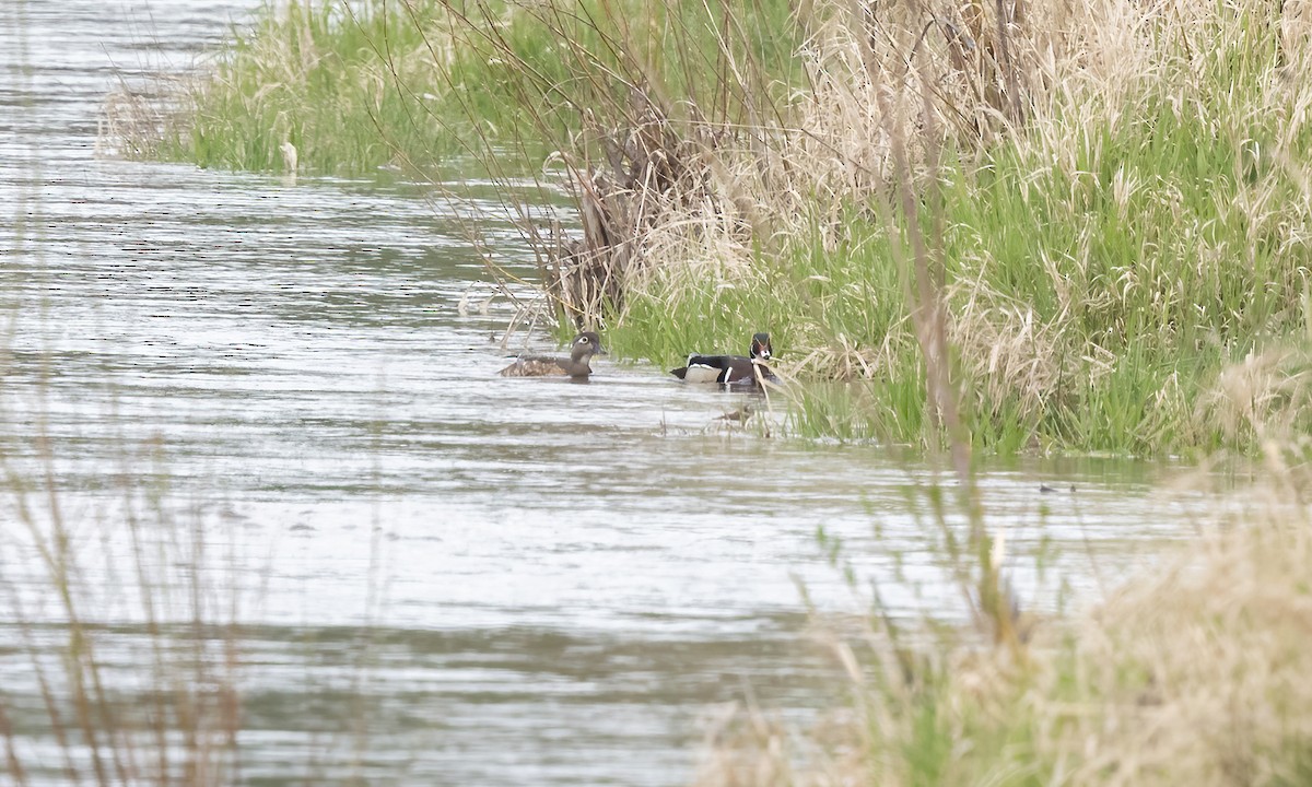 Wood Duck - ML620291437