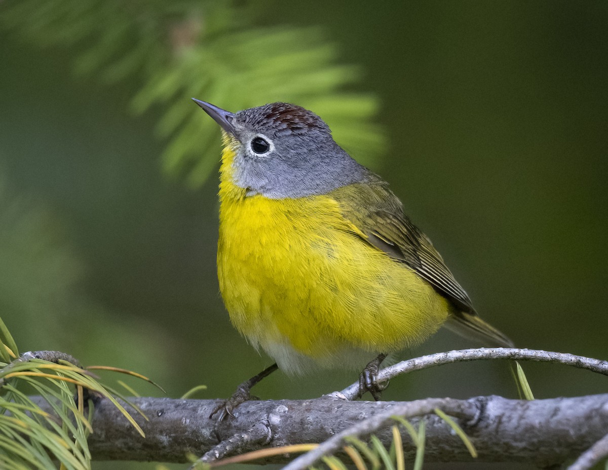 Nashville Warbler - ML620291443