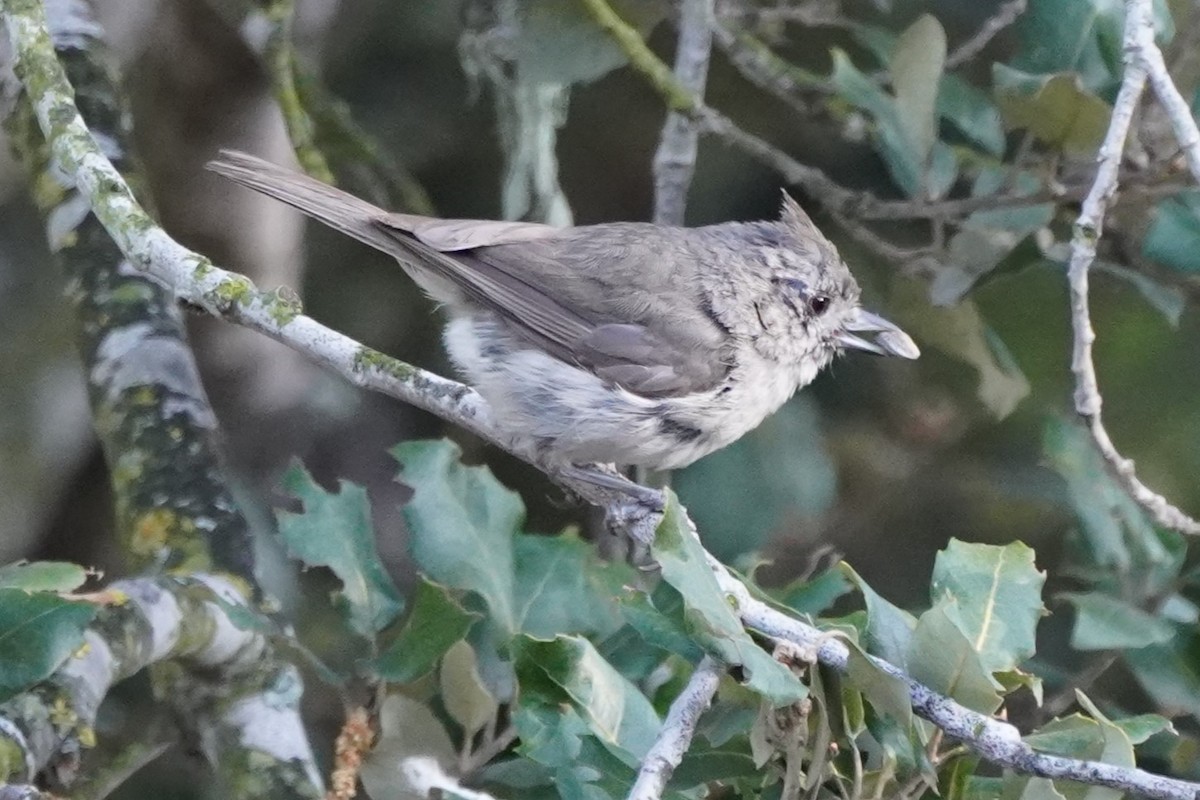 Oak Titmouse - ML620291444