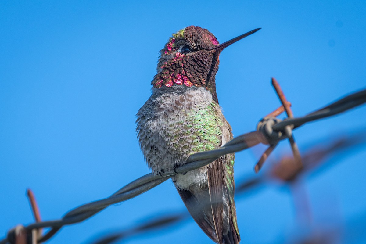 Anna's Hummingbird - ML620291449