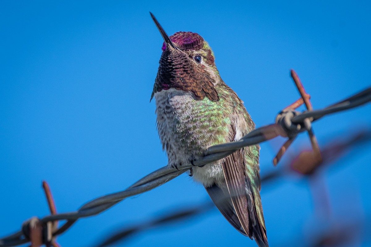 Anna's Hummingbird - ML620291450