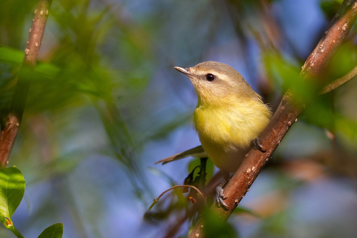 Philadelphiavireo - ML620291455