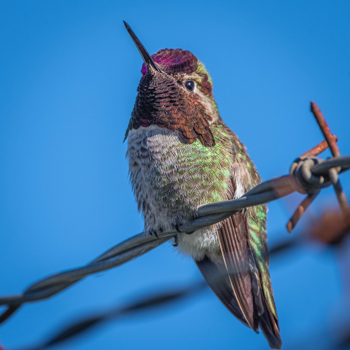 Anna's Hummingbird - ML620291456