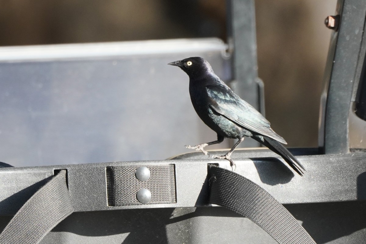 Brewer's Blackbird - ML620291466