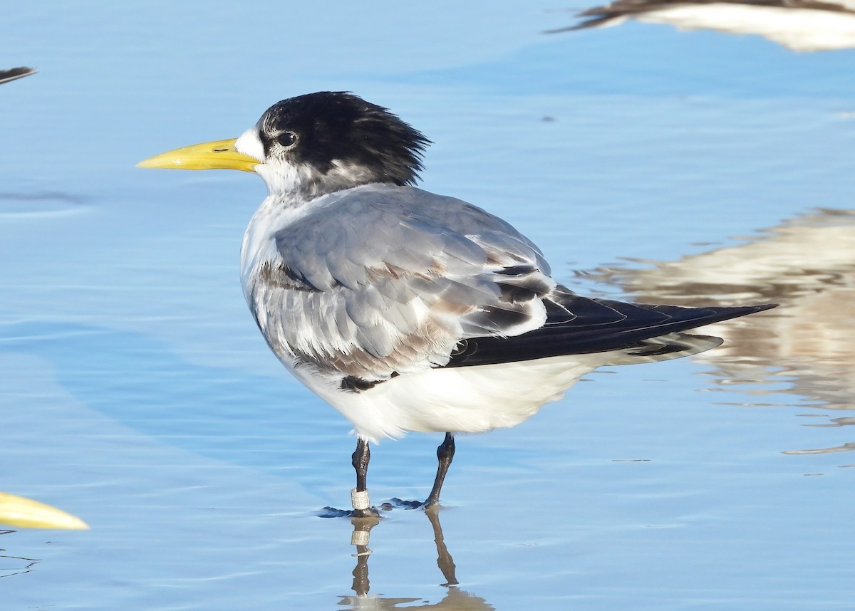 Great Crested Tern - Steven McBride