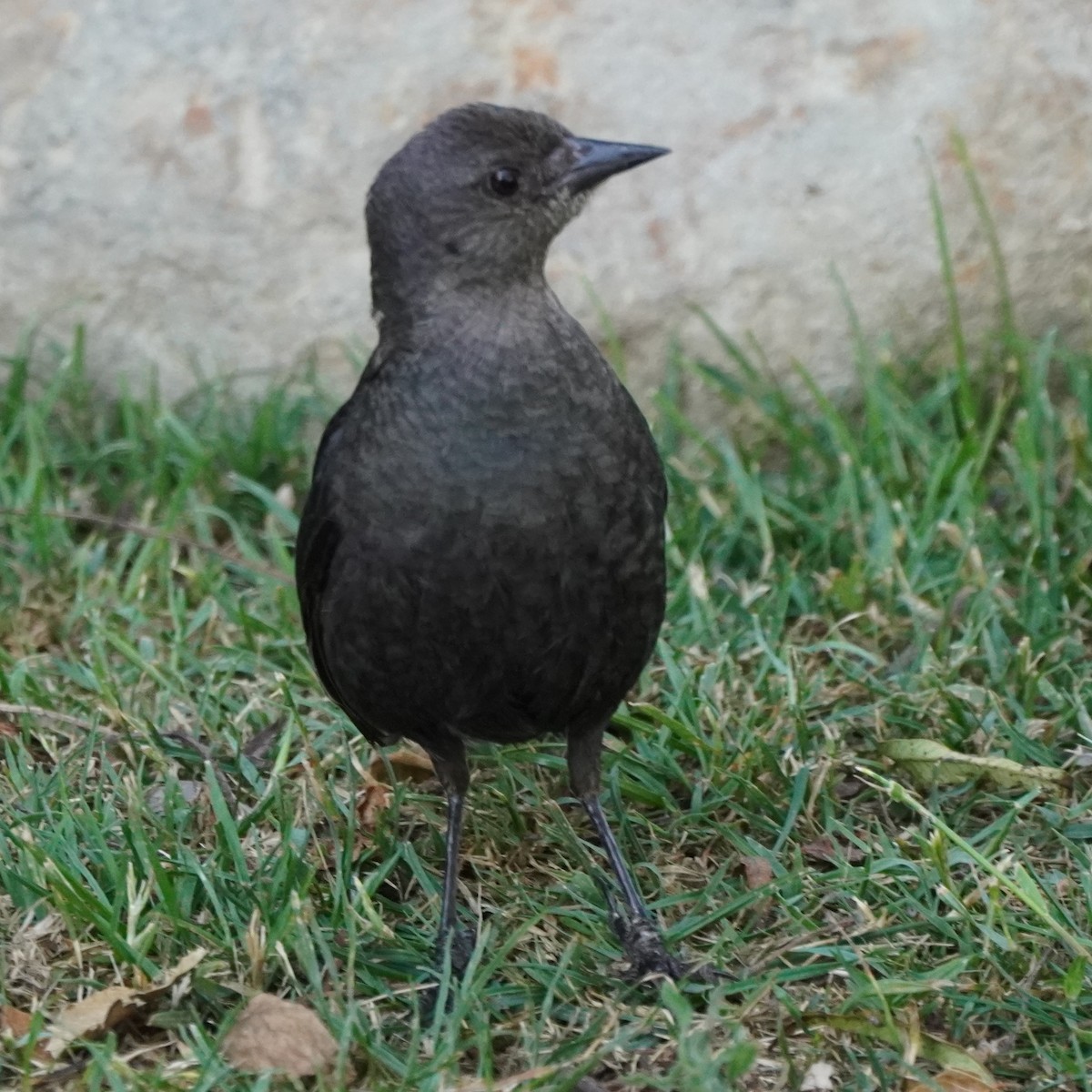 Brewer's Blackbird - ML620291468