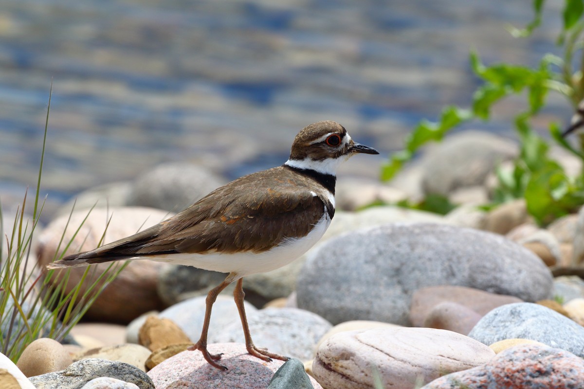 Killdeer - ML620291473