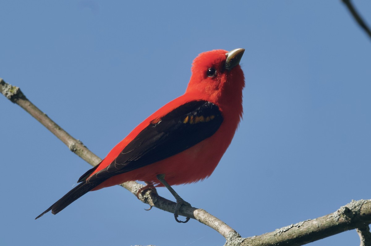 Scarlet Tanager - Ken Rosenberg