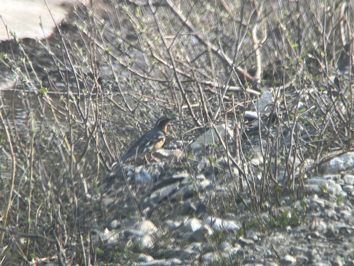 Varied Thrush - ML620291476