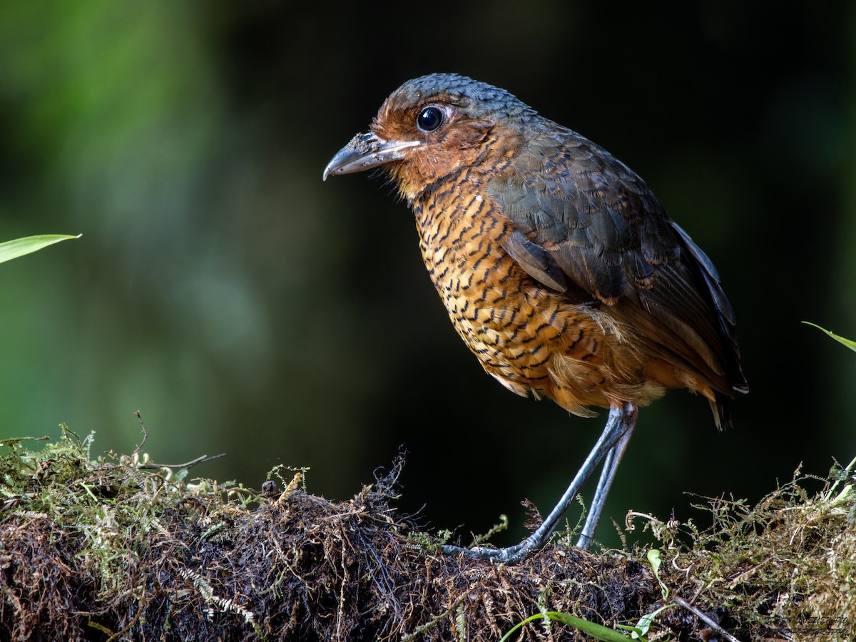 Giant Antpitta - Edison Buenano