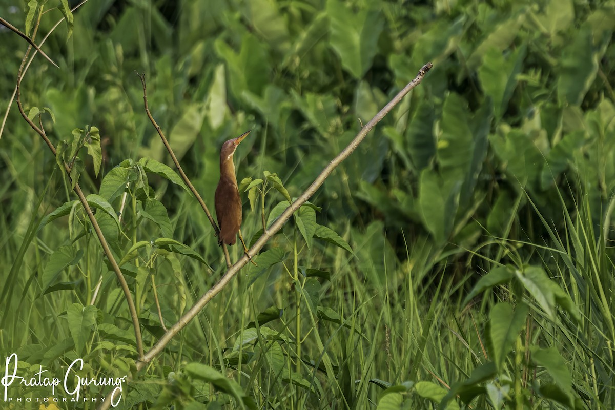 Cinnamon Bittern - ML620291483