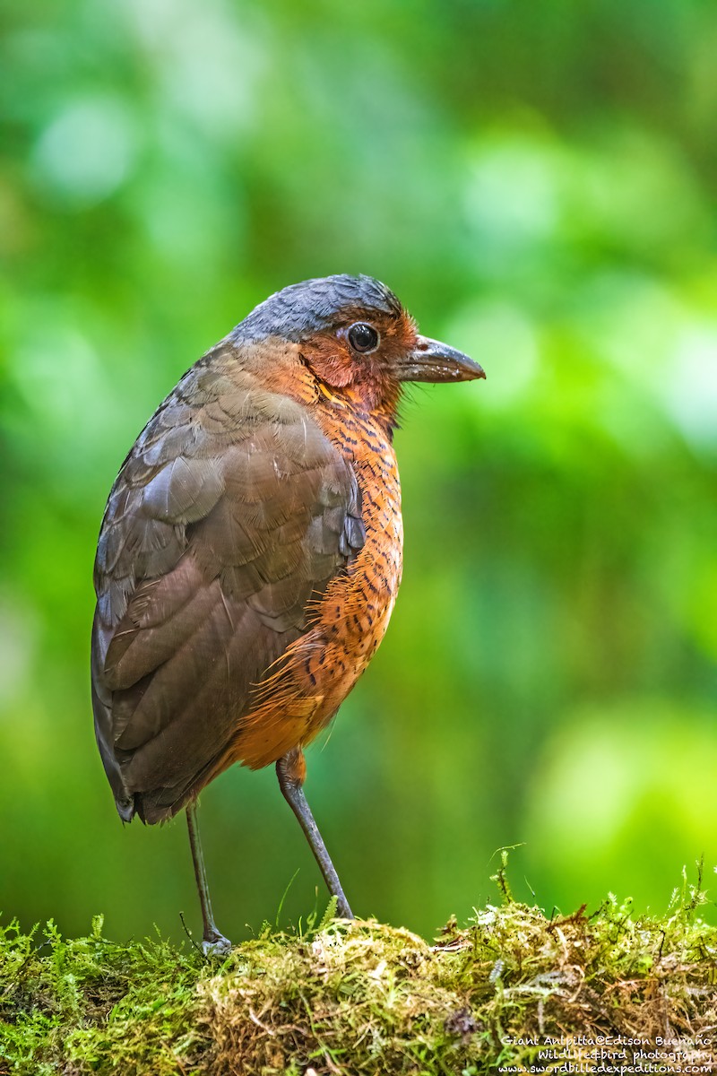 Giant Antpitta - ML620291484