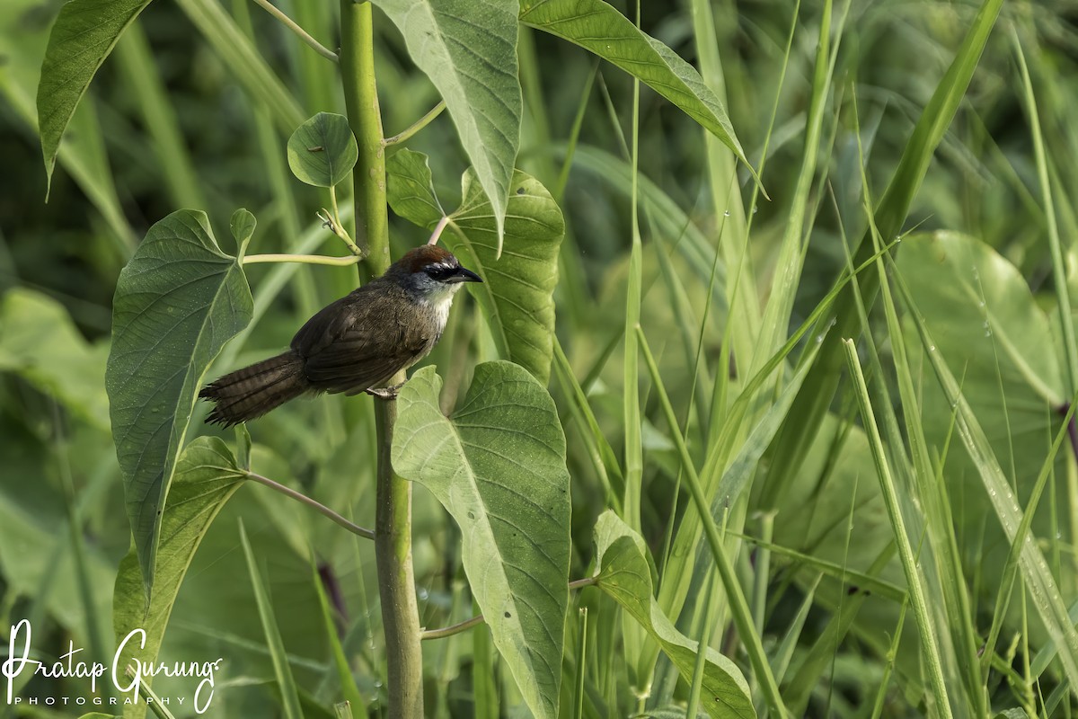 Chestnut-capped Babbler - ML620291489