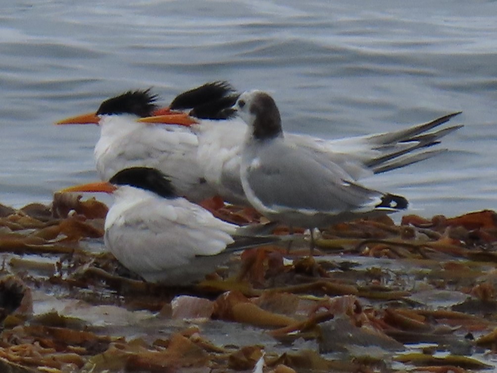 Sabine's Gull - ML620291504