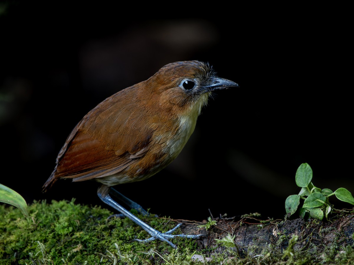 Yellow-breasted Antpitta - ML620291515