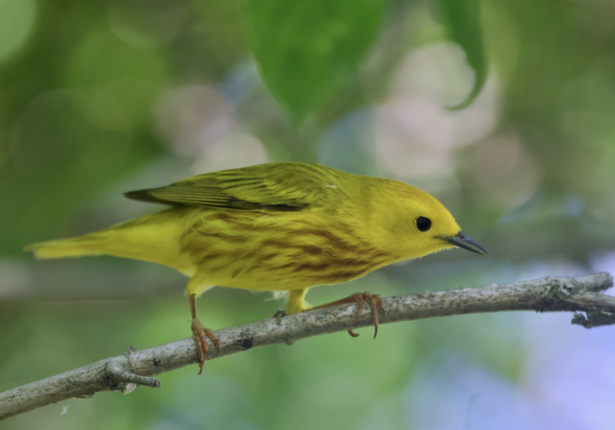 Yellow Warbler (Northern) - ML620291518