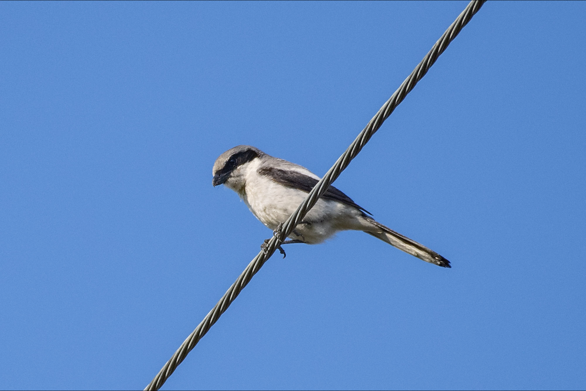 Loggerhead Shrike - ML620291523