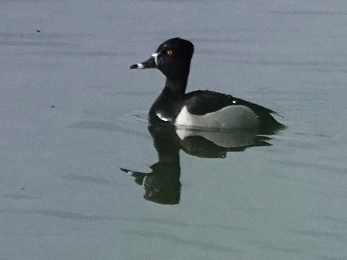 Ring-necked Duck - ML620291527