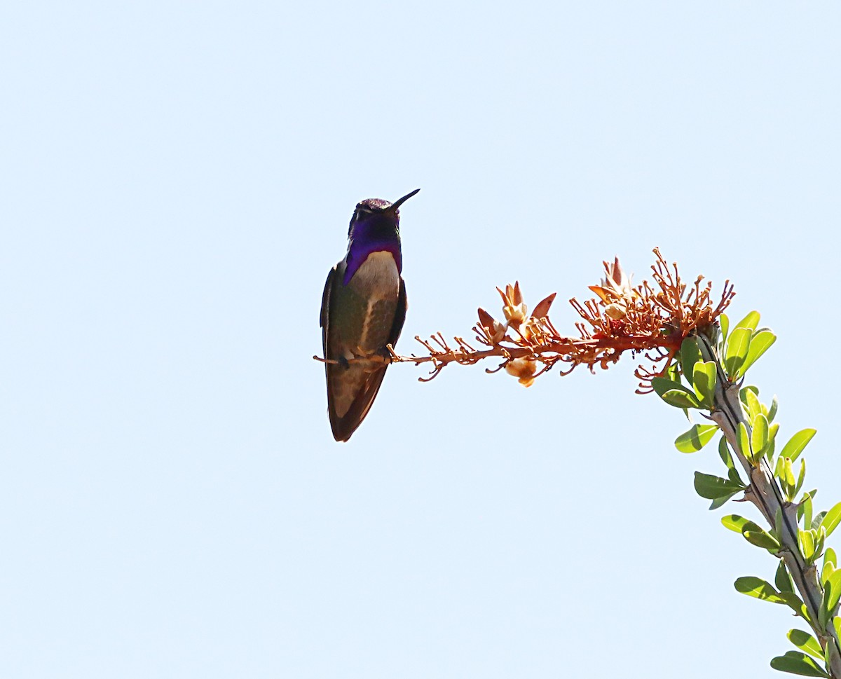 Costa's Hummingbird - ML620291528