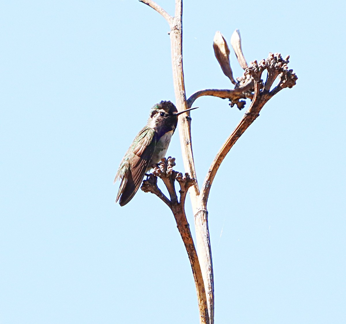 Costa's Hummingbird - ML620291529