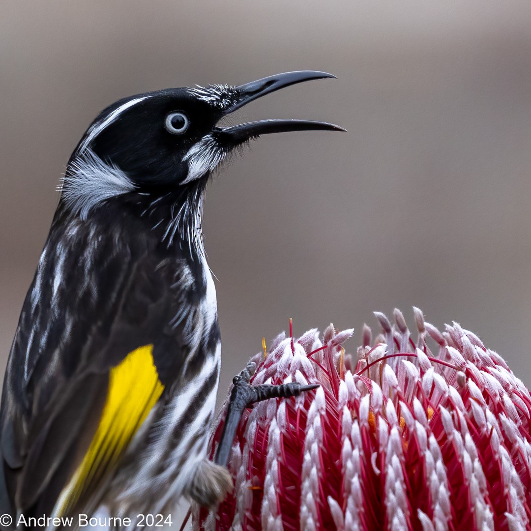 New Holland Honeyeater - ML620291531