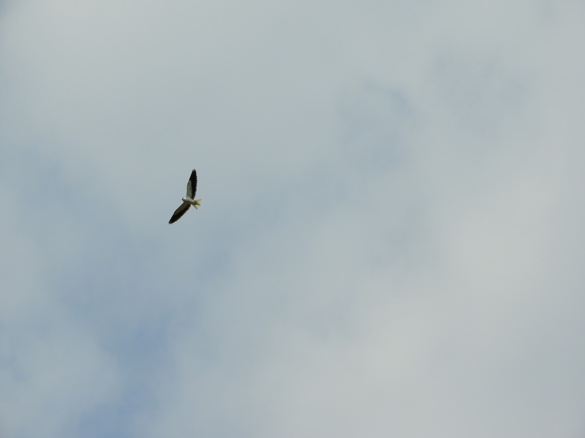 Black-winged Kite - ML620291532