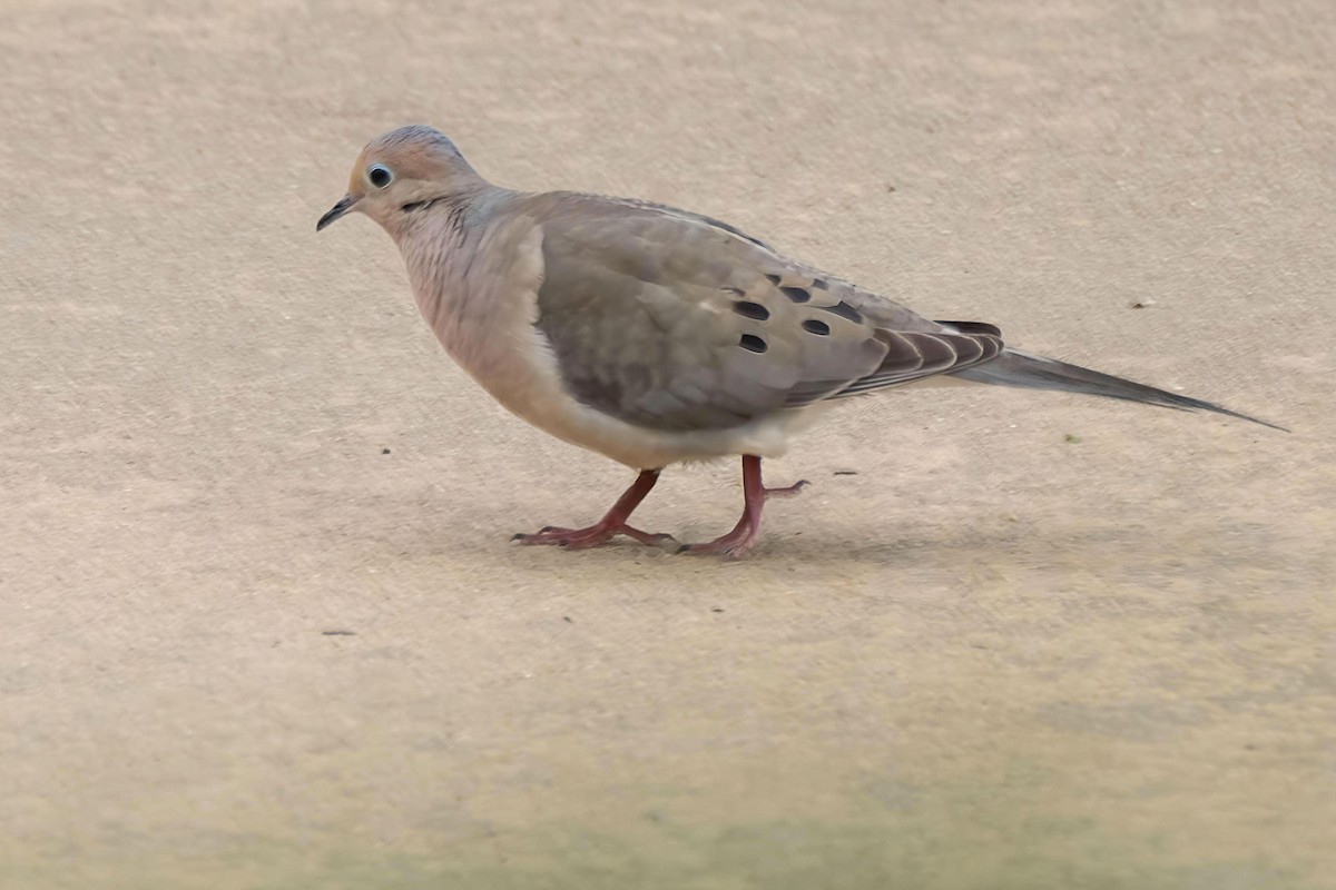 Mourning Dove - ML620291535