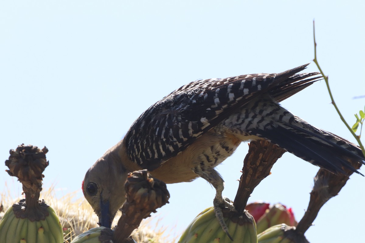 Gila Woodpecker - ML620291537