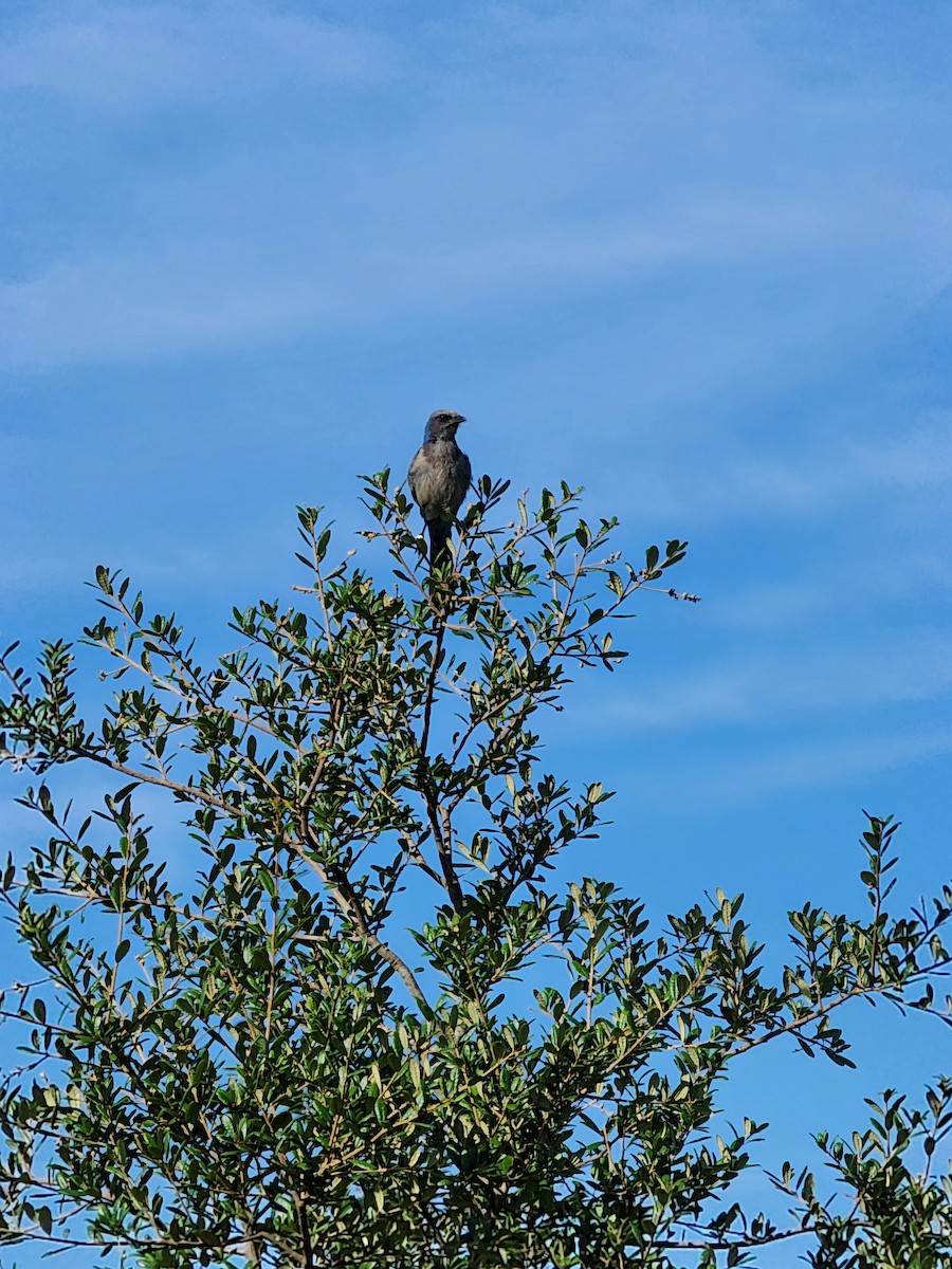 Florida Scrub-Jay - ML620291538