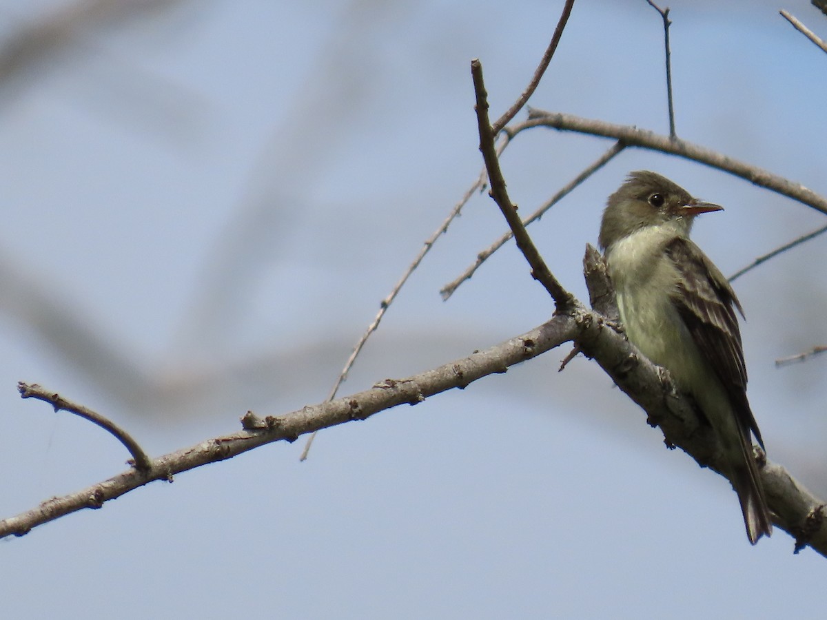 Eastern Wood-Pewee - ML620291540