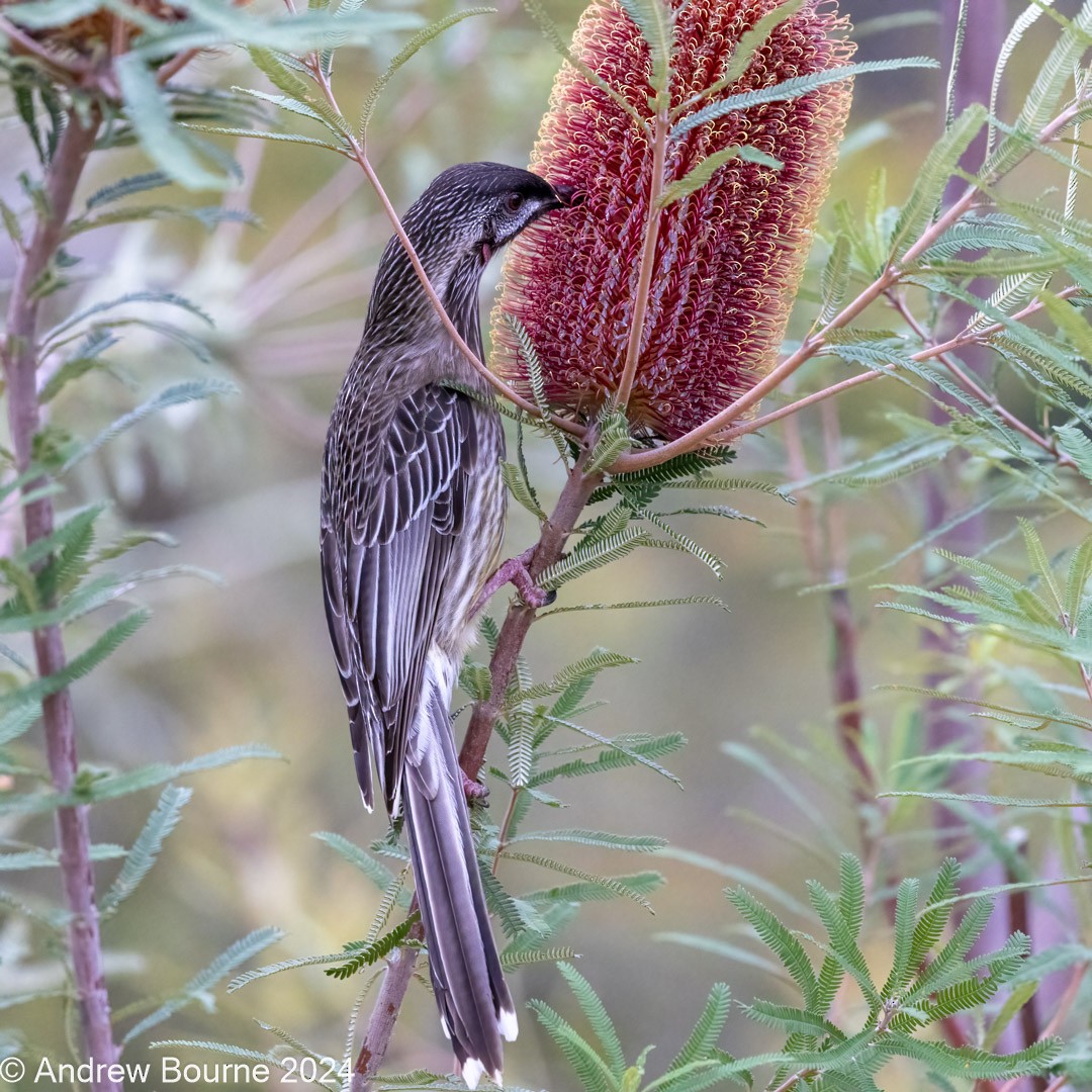 Red Wattlebird - ML620291541