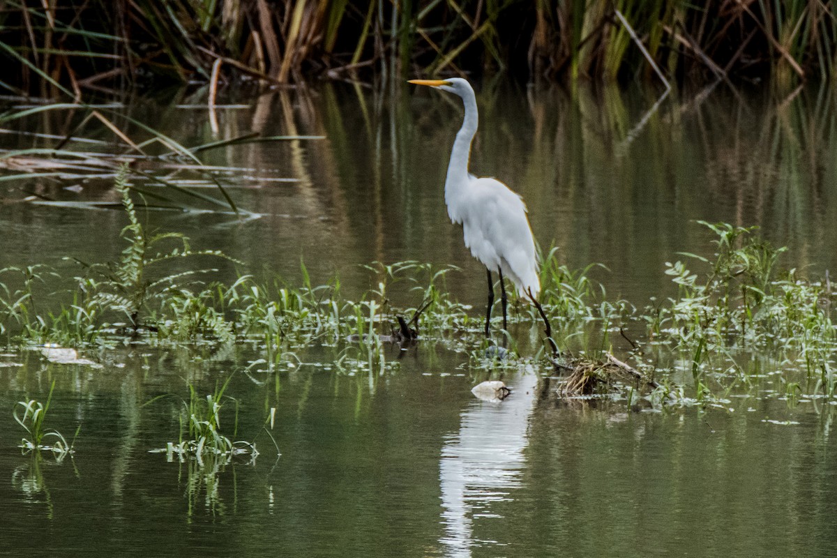 Great Egret - ML620291542