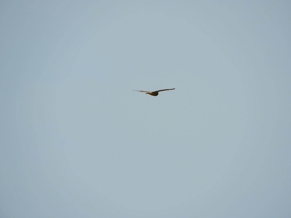 Short-eared Owl - ML620291543