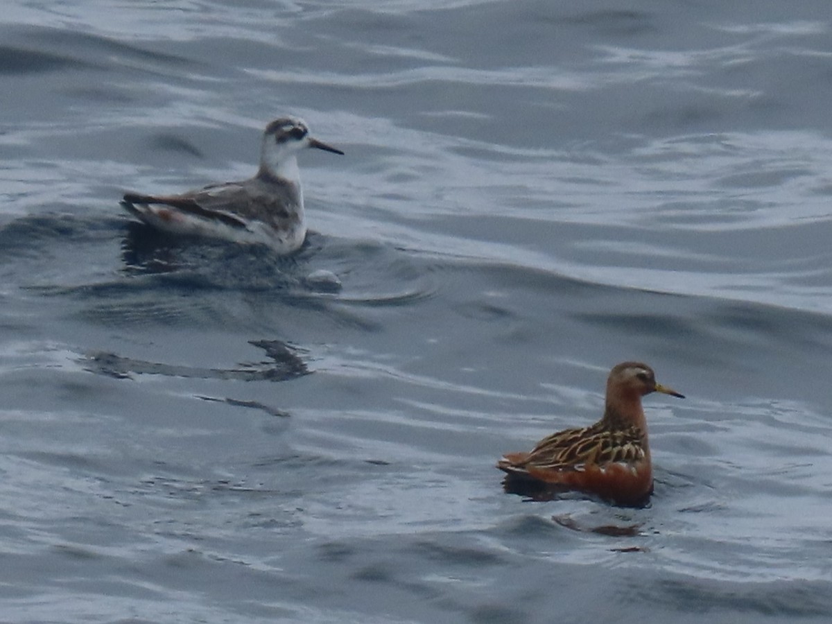 Red Phalarope - ML620291544