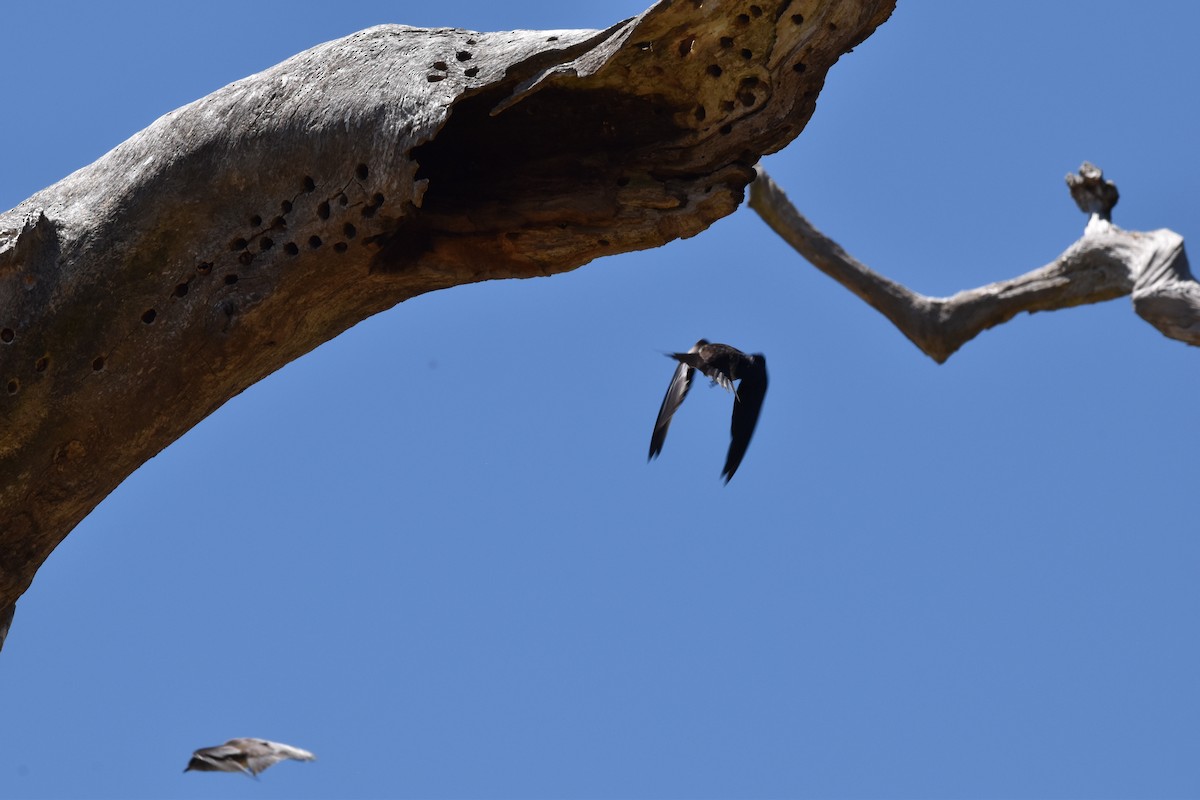 Purple Martin - ML620291546