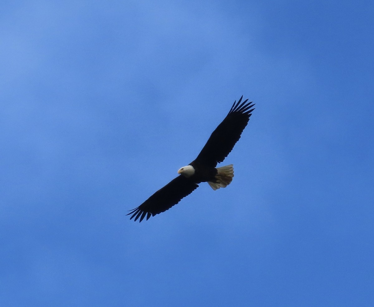 Weißkopf-Seeadler - ML620291550