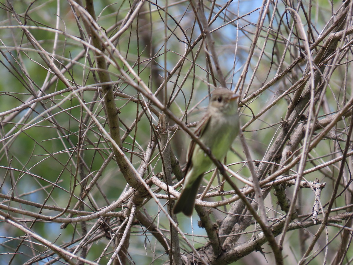 Eastern Wood-Pewee - ML620291552